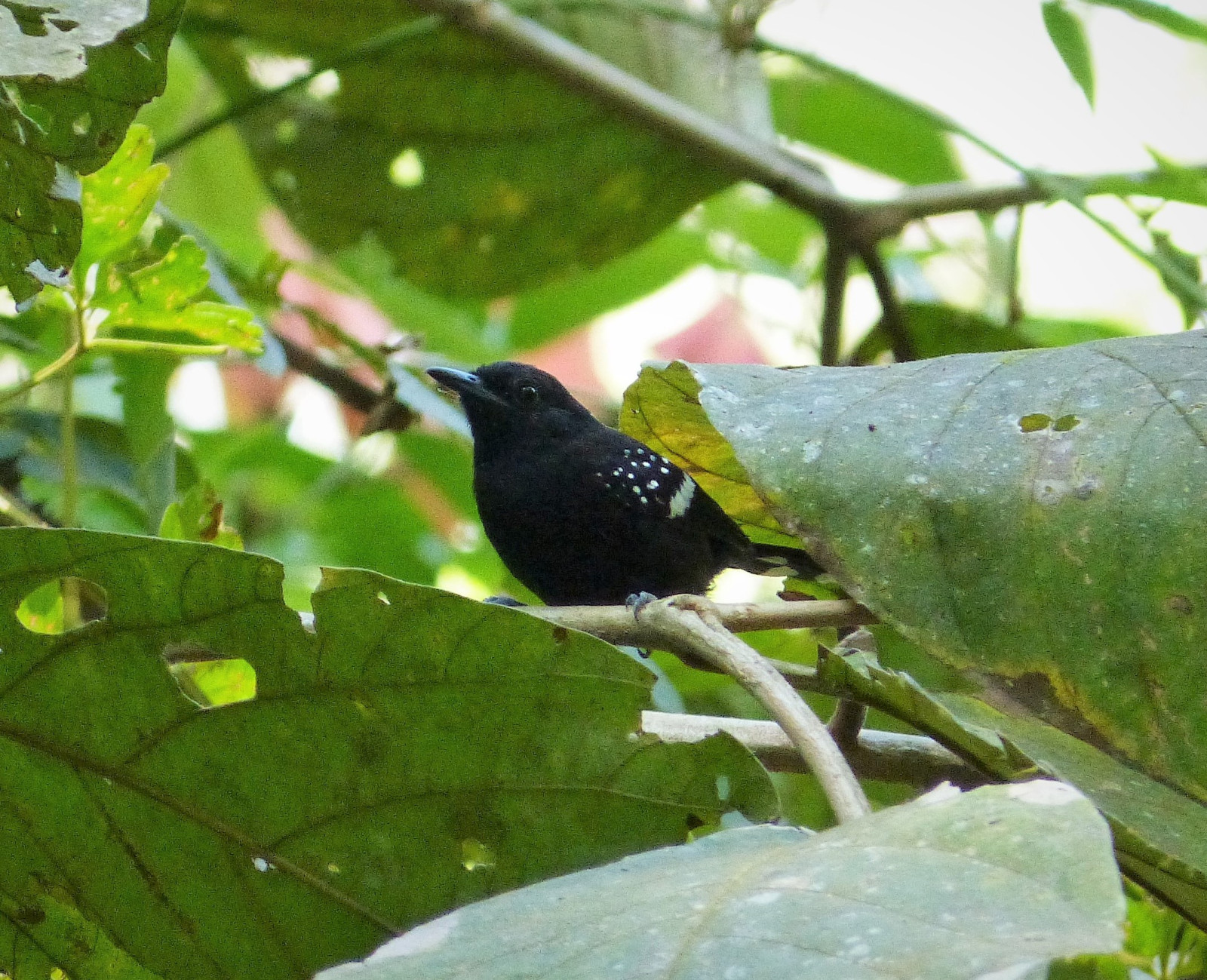 image Dot-winged Antwren